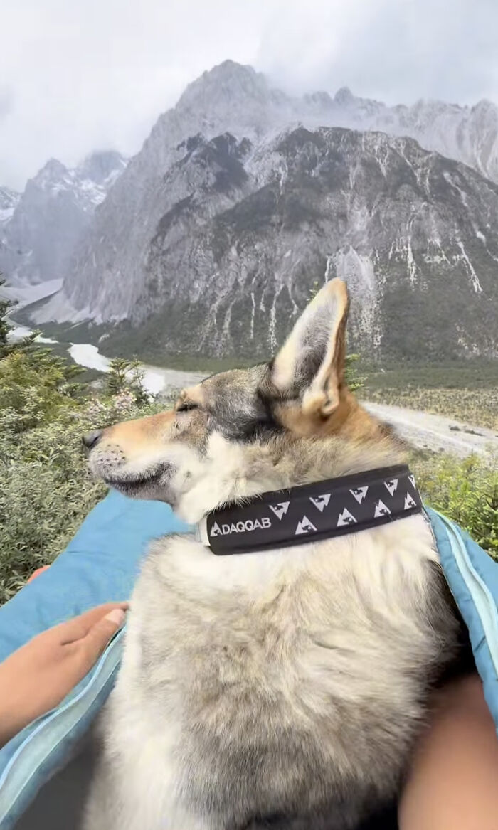 The Wild Adventures Of Zheng And His Wolf Dog Fres Are Winning Hearts Online The Wild Adventures Of Zheng And His Wolf Dog Fres Are Winning Hearts Online