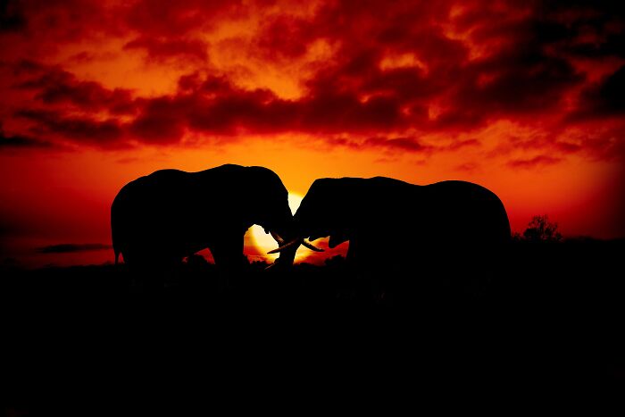 13 Surprising Elephant Facts That Might Change The Way You See These Gentle Giants