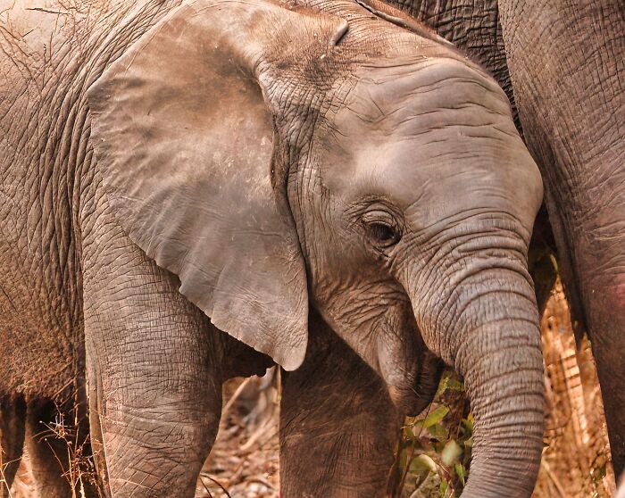 13 Surprising Elephant Facts That Might Change The Way You See These Gentle Giants