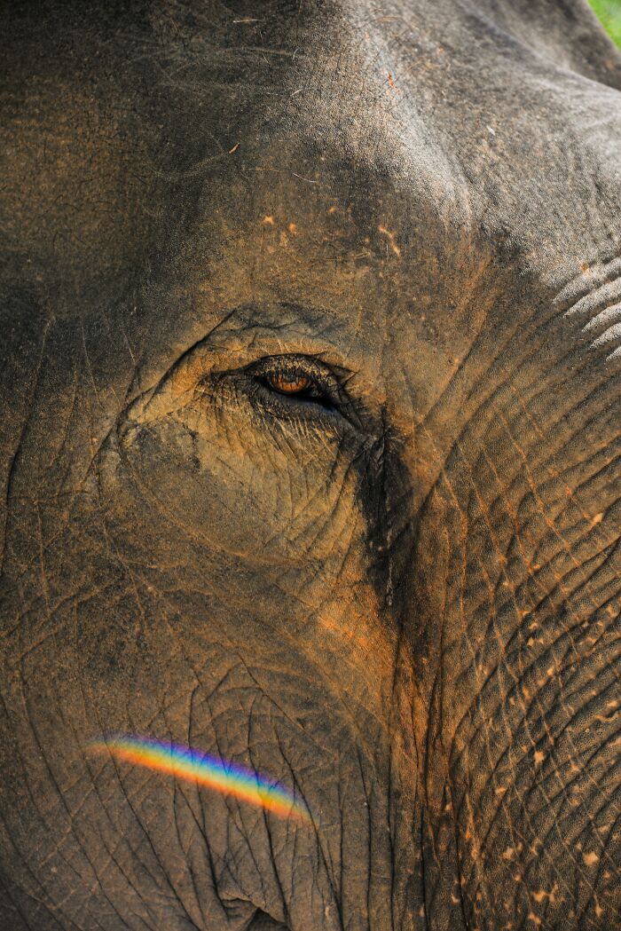 13 Surprising Elephant Facts That Might Change The Way You See These Gentle Giants