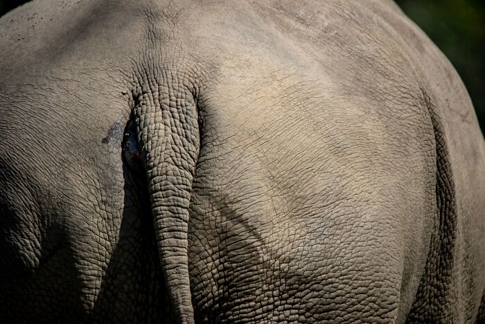 13 Surprising Elephant Facts That Might Change The Way You See These Gentle Giants