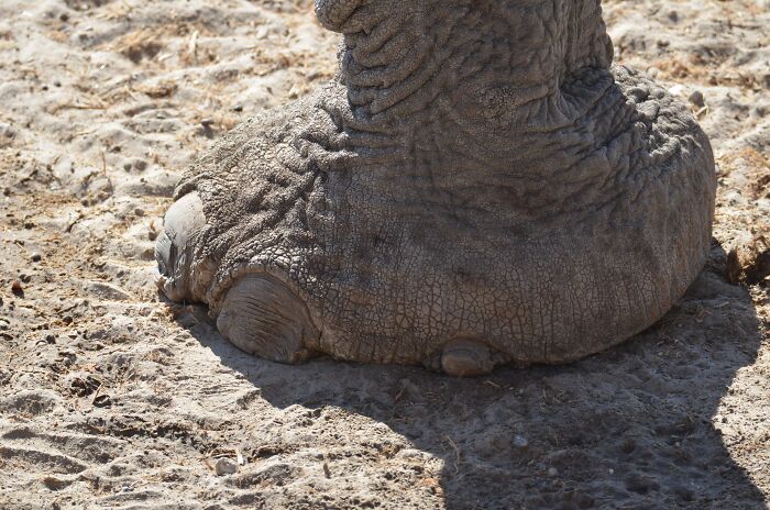 13 Surprising Elephant Facts That Might Change The Way You See These Gentle Giants