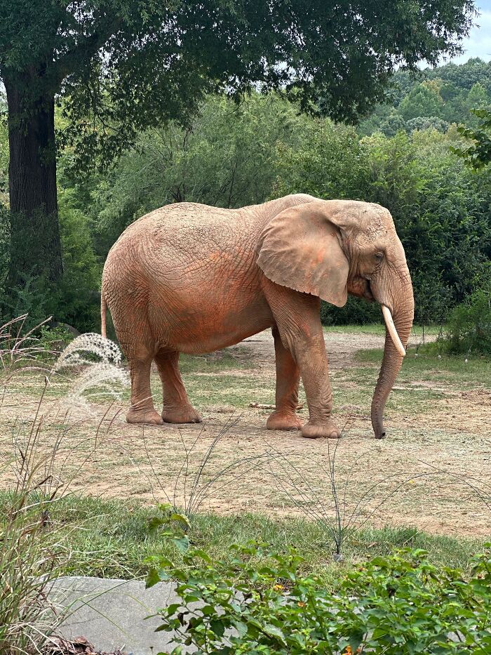 13 Surprising Elephant Facts That Might Change The Way You See These Gentle Giants
