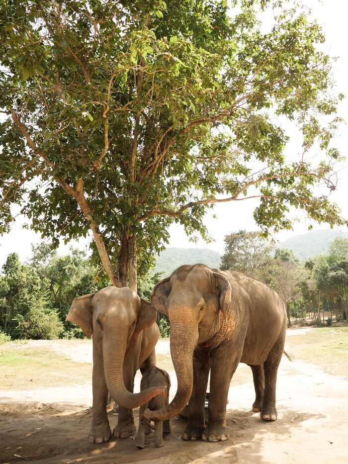 13 Surprising Elephant Facts That Might Change The Way You See These Gentle Giants