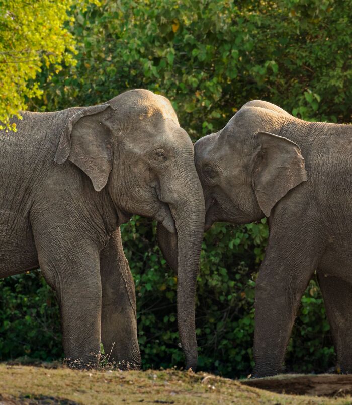 13 Surprising Elephant Facts That Might Change The Way You See These Gentle Giants