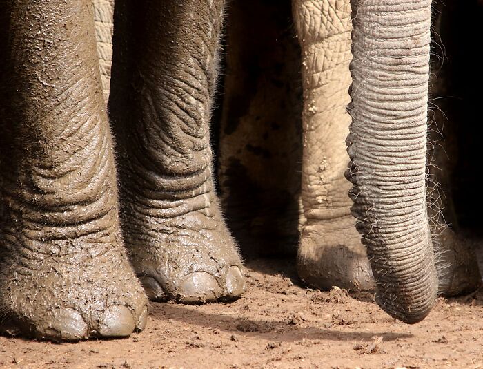 13 Surprising Elephant Facts That Might Change The Way You See These Gentle Giants