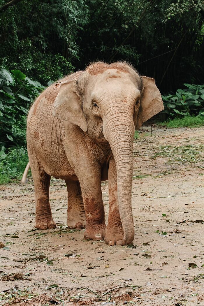 13 Surprising Elephant Facts That Might Change The Way You See These Gentle Giants