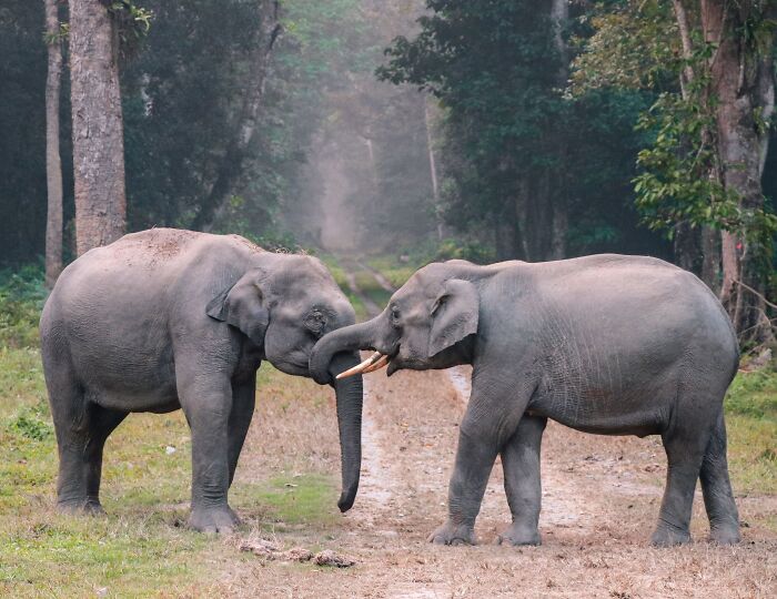 13 Surprising Elephant Facts That Might Change The Way You See These Gentle Giants