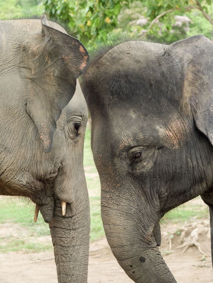 13 Surprising Elephant Facts That Might Change The Way You See These Gentle Giants