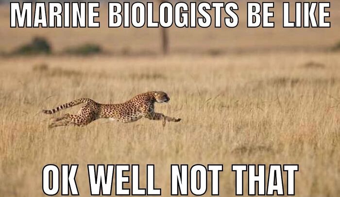 66 Absurd Internet Posts That Somehow Get Weirder The Longer You Look
