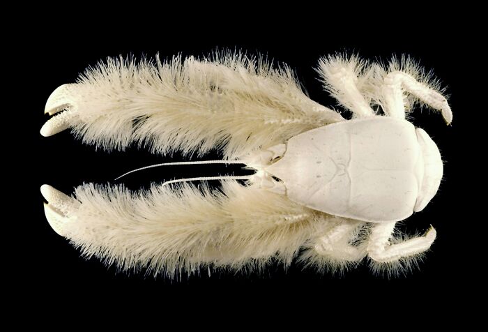66 Lesser-Known Facts About These Fascinating Animals That Might Make You Want To Know More (New Pics)