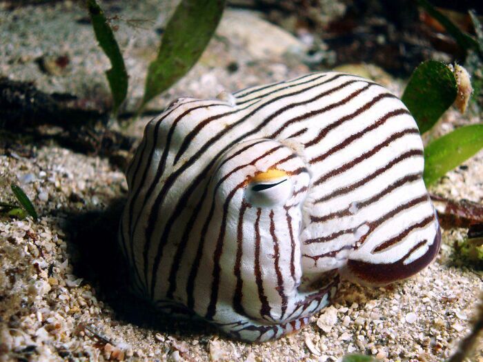 66 Lesser-Known Facts About These Fascinating Animals That Might Make You Want To Know More (New Pics)