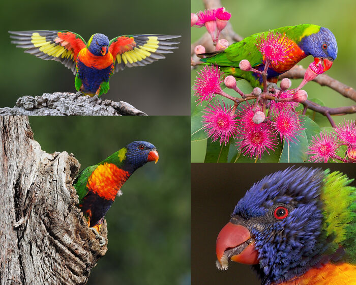 66 Lesser-Known Facts About These Fascinating Animals That Might Make You Want To Know More (New Pics)