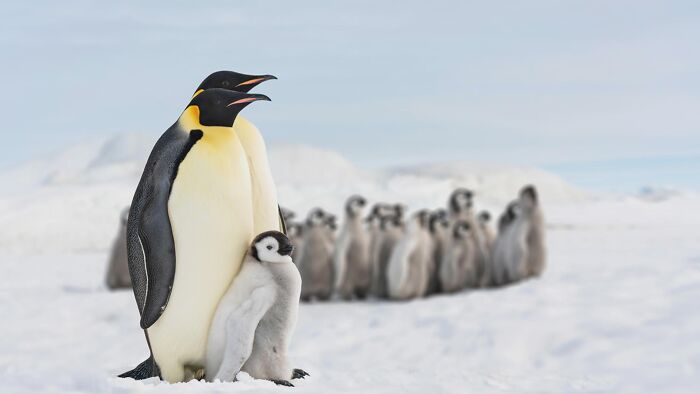 66 Lesser-Known Facts About These Fascinating Animals That Might Make You Want To Know More (New Pics)