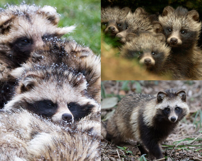 66 Lesser-Known Facts About These Fascinating Animals That Might Make You Want To Know More (New Pics)