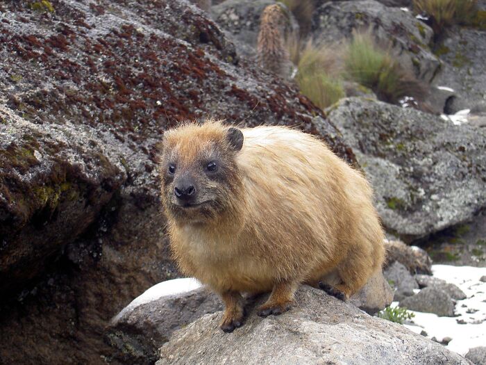 66 Lesser-Known Facts About These Fascinating Animals That Might Make You Want To Know More (New Pics)