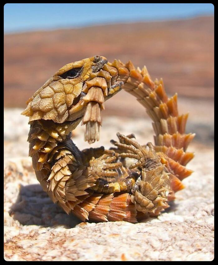 66 Lesser-Known Facts About These Fascinating Animals That Might Make You Want To Know More (New Pics)