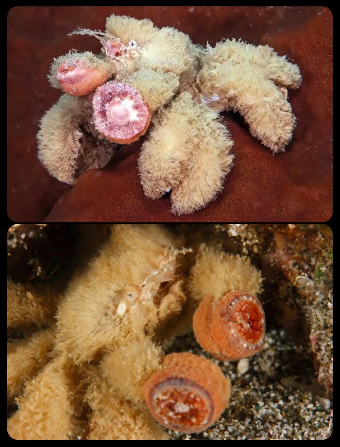 66 Lesser-Known Facts About These Fascinating Animals That Might Make You Want To Know More (New Pics)