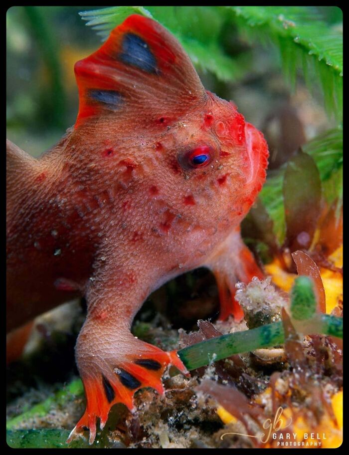 66 Lesser-Known Facts About These Fascinating Animals That Might Make You Want To Know More (New Pics)