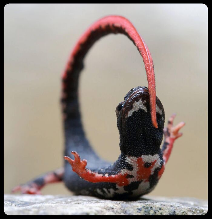 66 Lesser-Known Facts About These Fascinating Animals That Might Make You Want To Know More (New Pics)