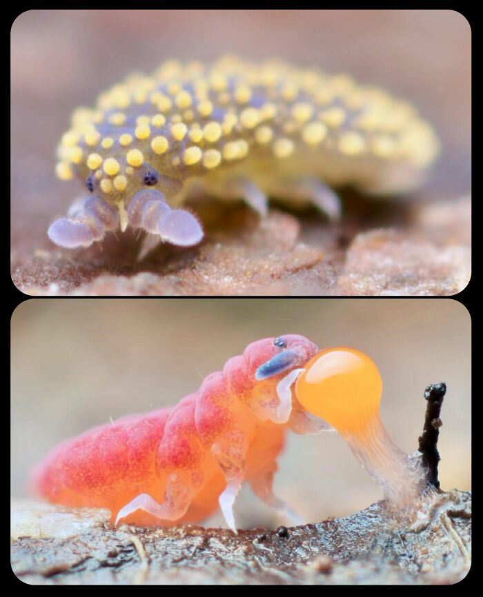 66 Lesser-Known Facts About These Fascinating Animals That Might Make You Want To Know More (New Pics)