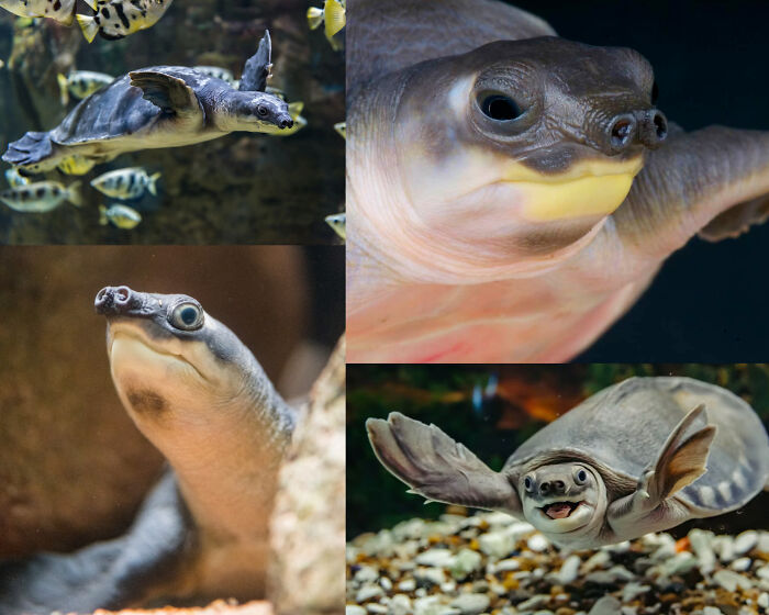 66 Lesser-Known Facts About These Fascinating Animals That Might Make You Want To Know More (New Pics)