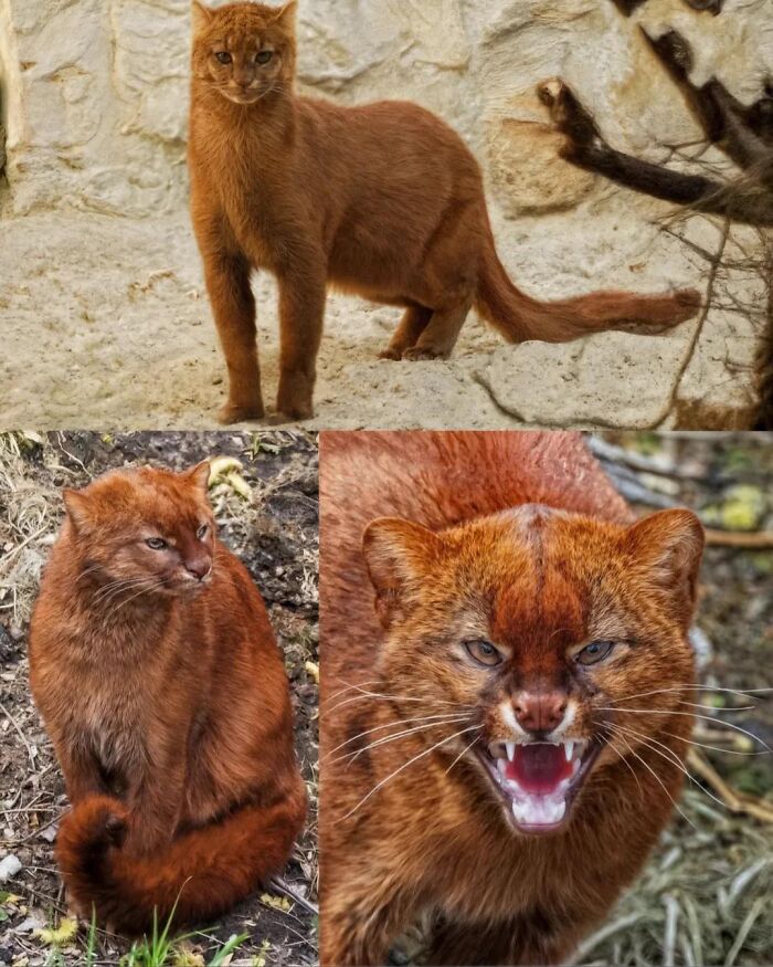 66 Lesser-Known Facts About These Fascinating Animals That Might Make You Want To Know More (New Pics)