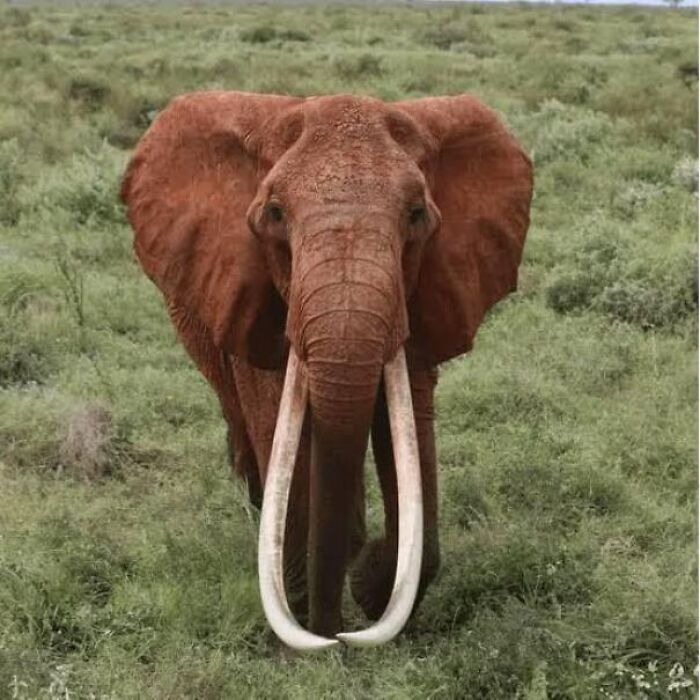 66 Lesser-Known Facts About These Fascinating Animals That Might Make You Want To Know More (New Pics)