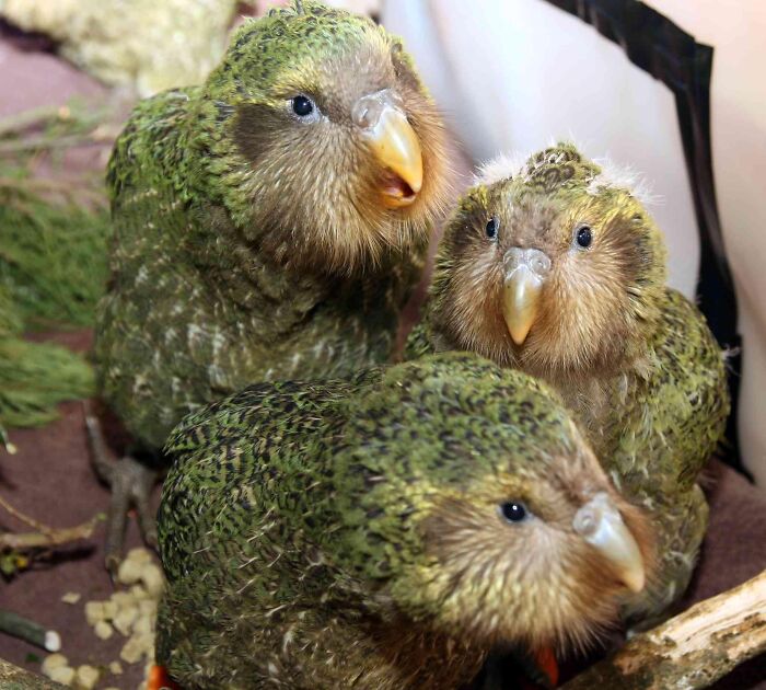 66 Lesser-Known Facts About These Fascinating Animals That Might Make You Want To Know More (New Pics)