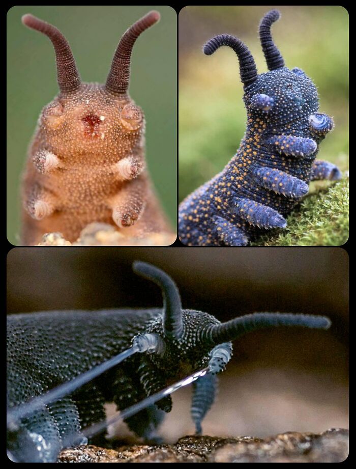 66 Lesser-Known Facts About These Fascinating Animals That Might Make You Want To Know More (New Pics)