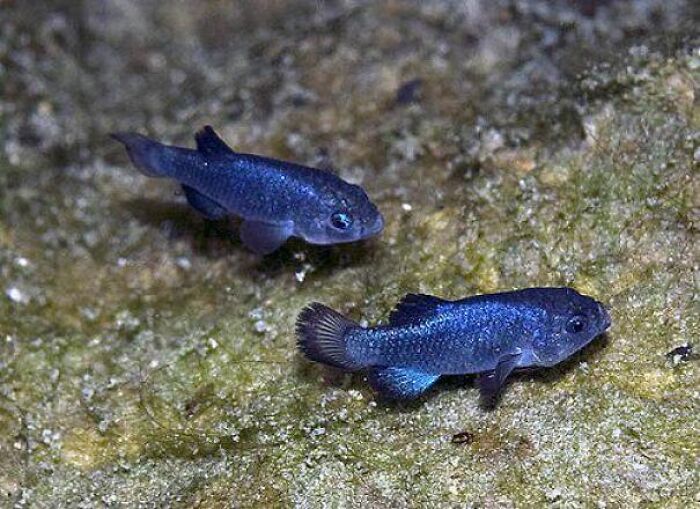 66 Lesser-Known Facts About These Fascinating Animals That Might Make You Want To Know More (New Pics)