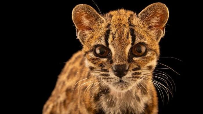 66 Lesser-Known Facts About These Fascinating Animals That Might Make You Want To Know More (New Pics)