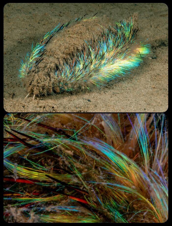 66 Lesser-Known Facts About These Fascinating Animals That Might Make You Want To Know More (New Pics)