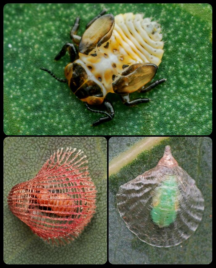 66 Lesser-Known Facts About These Fascinating Animals That Might Make You Want To Know More (New Pics)