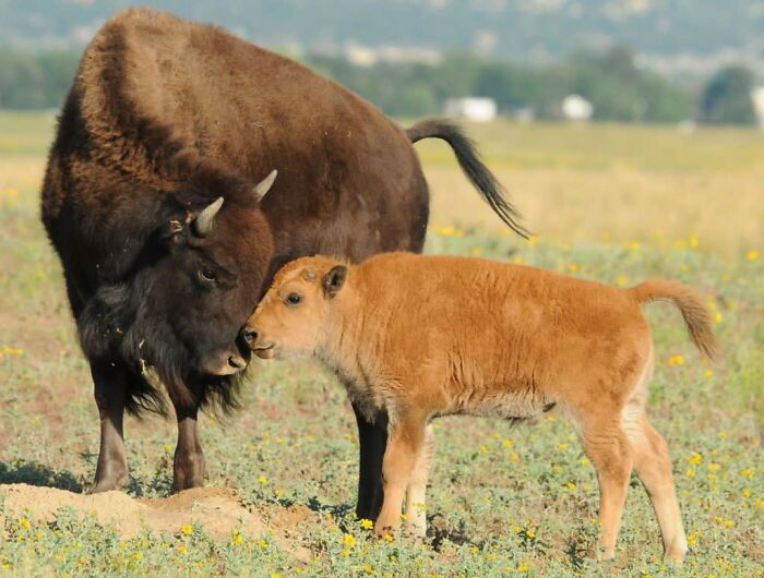 66 Lesser-Known Facts About These Fascinating Animals That Might Make You Want To Know More (New Pics)