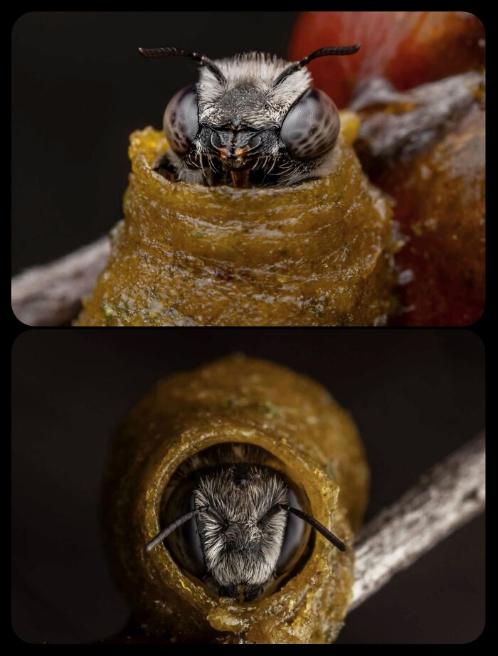 66 Lesser-Known Facts About These Fascinating Animals That Might Make You Want To Know More (New Pics)
