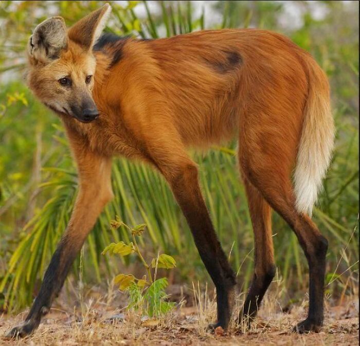 66 Lesser-Known Facts About These Fascinating Animals That Might Make You Want To Know More (New Pics)