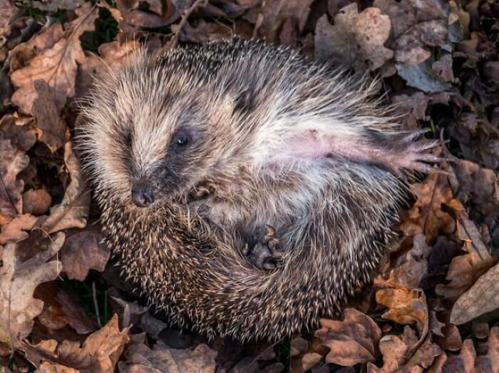 66 Lesser-Known Facts About These Fascinating Animals That Might Make You Want To Know More (New Pics)
