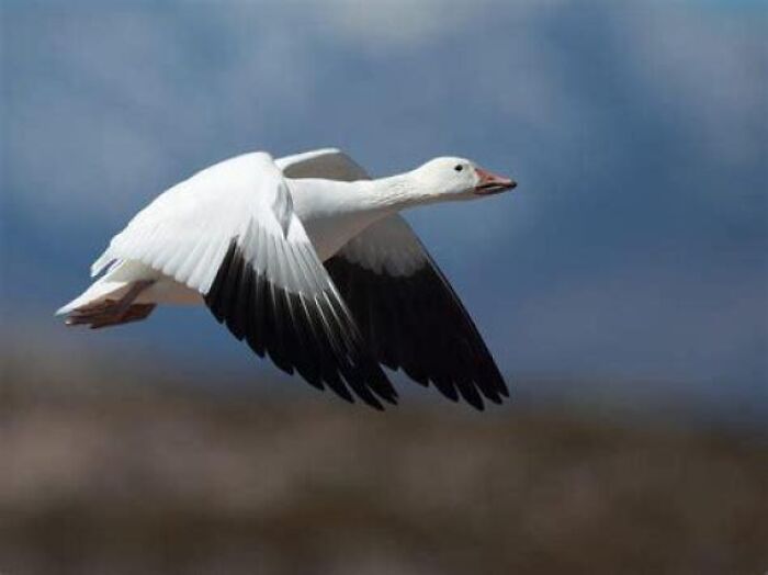 66 Lesser-Known Facts About These Fascinating Animals That Might Make You Want To Know More (New Pics)