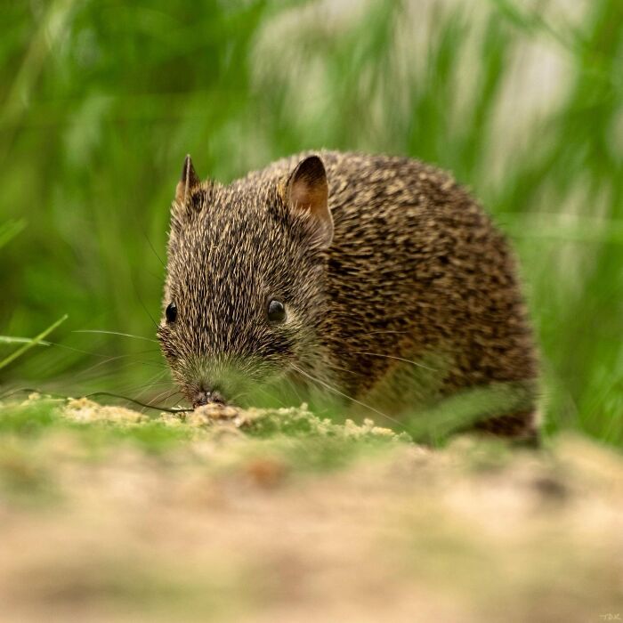66 Lesser-Known Facts About These Fascinating Animals That Might Make You Want To Know More (New Pics)