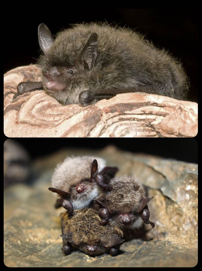 66 Lesser-Known Facts About These Fascinating Animals That Might Make You Want To Know More (New Pics)