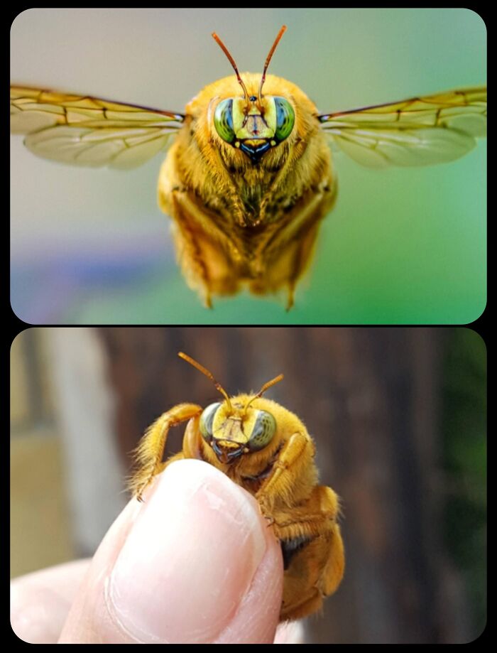 66 Lesser-Known Facts About These Fascinating Animals That Might Make You Want To Know More (New Pics)