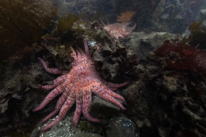 66 Lesser-Known Facts About These Fascinating Animals That Might Make You Want To Know More (New Pics)