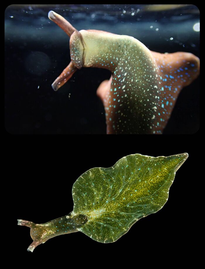 66 Lesser-Known Facts About These Fascinating Animals That Might Make You Want To Know More (New Pics)
