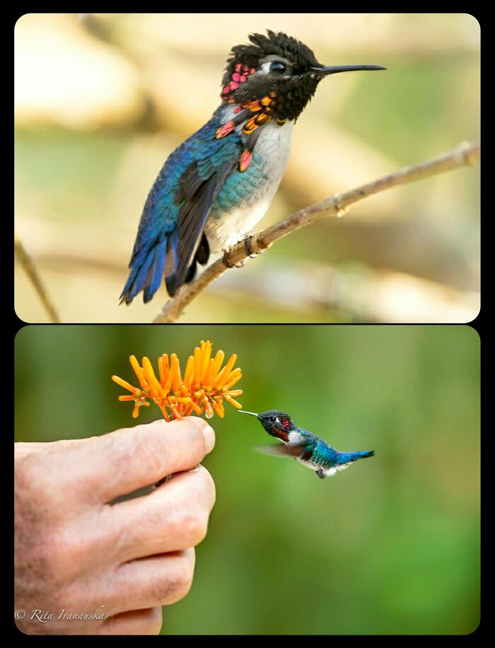 66 Lesser-Known Facts About These Fascinating Animals That Might Make You Want To Know More (New Pics)