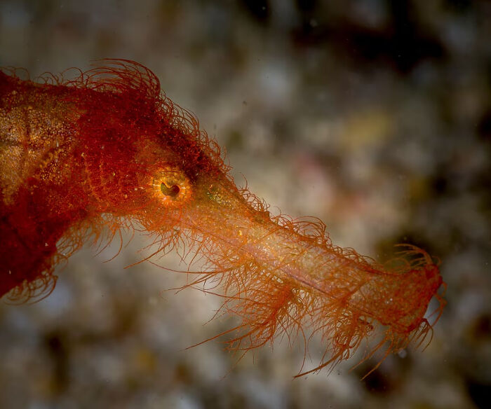 66 Lesser-Known Facts About These Fascinating Animals That Might Make You Want To Know More (New Pics)