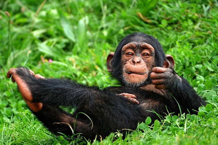 66 Lesser-Known Facts About These Fascinating Animals That Might Make You Want To Know More (New Pics)
