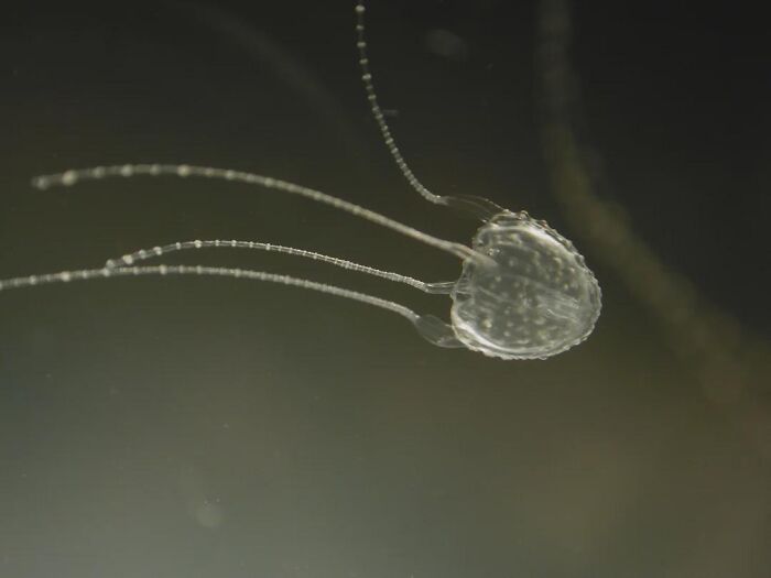 66 Lesser-Known Facts About These Fascinating Animals That Might Make You Want To Know More (New Pics)