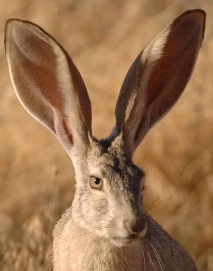 66 Lesser-Known Facts About These Fascinating Animals That Might Make You Want To Know More (New Pics)