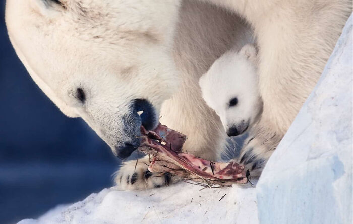 66 Lesser-Known Facts About These Fascinating Animals That Might Make You Want To Know More (New Pics)